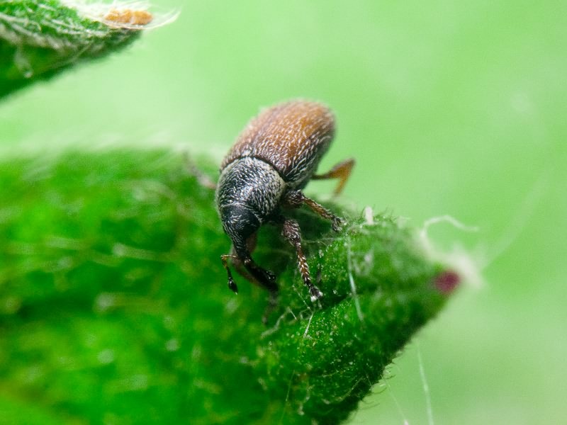 Mecinus plantaginis (Eppelsheimer, 1875)